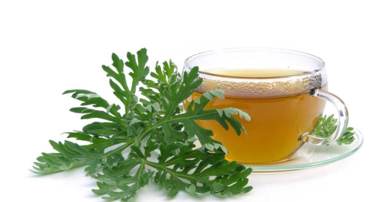 Tisane Artemisia annua