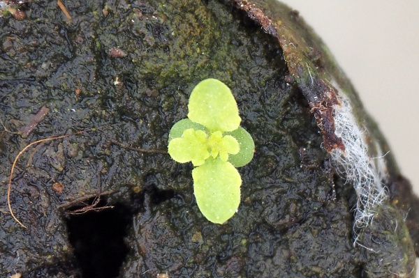 Graines Artemisia annua