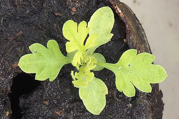 Graines Artemisia annua