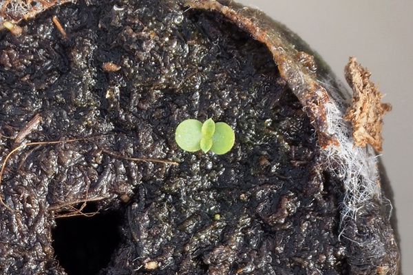 Graines Artemisia annua