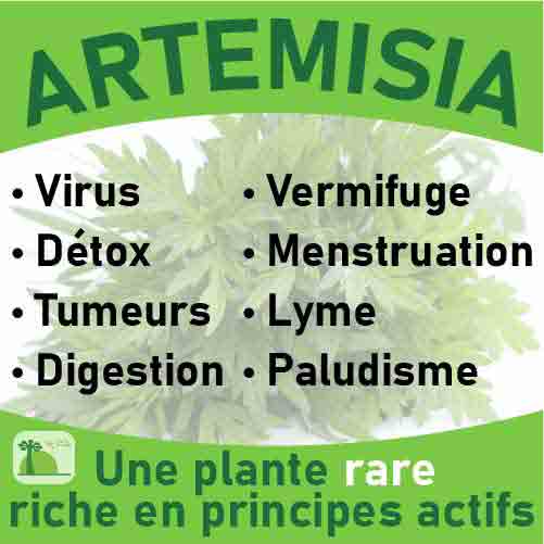 Graines Artemisia annua du laboratoire Biologiquement