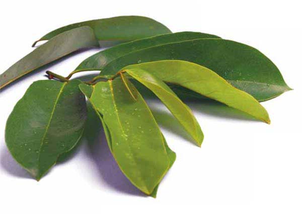 Sachet de tisane de feuilles de Graviola
