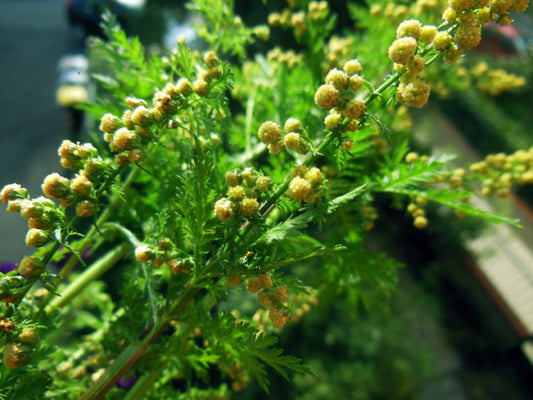 Graines Artemisia annua