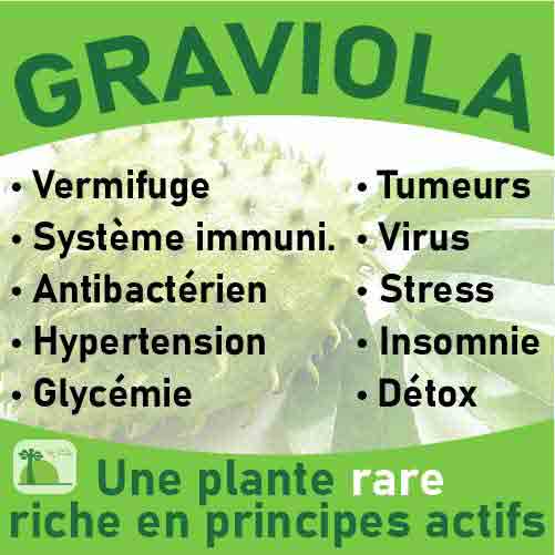 Feuilles entières de Graviola Corossol