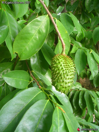 Feuilles entières de Graviola Corossol