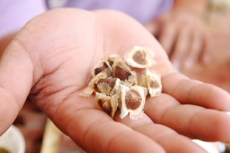 Gélules de graines de Moringa