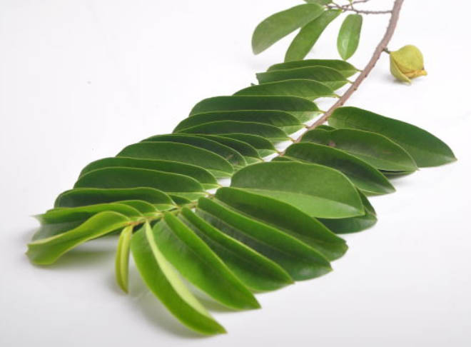Poudre de feuilles de Graviola Corossol