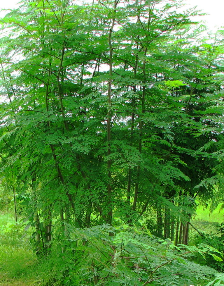Poudre de feuilles de Moringa