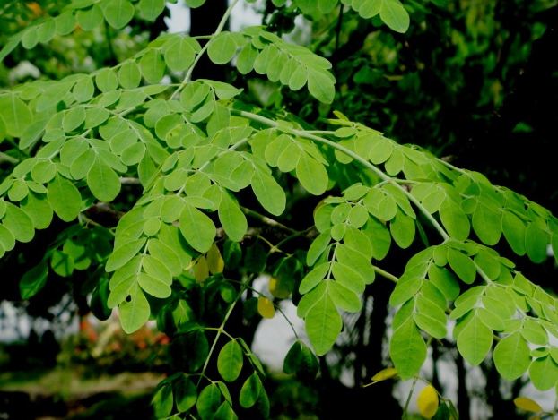 Poudre de feuilles de Moringa