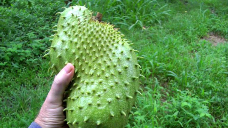 Poudre de fruit de Graviola Corossol