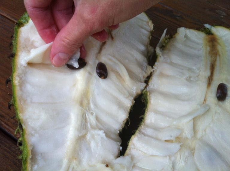 Poudre de fruit de Graviola Corossol du laboratoire Biologiquement